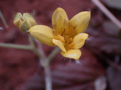 Hypoxis argentea