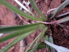 Hypoxis argentea