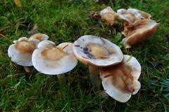 Agaricomycetes