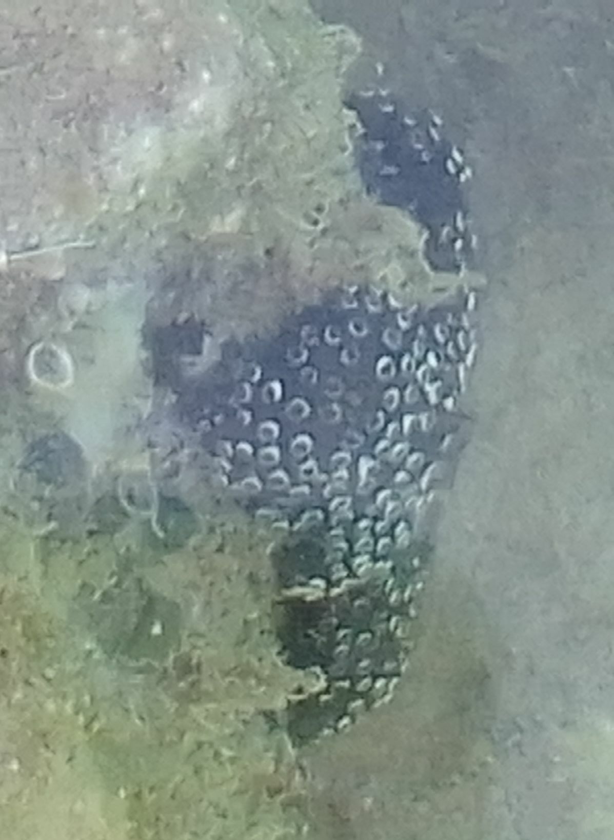 Distaplia bermudensis Van Name, 1902