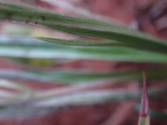 Hypoxis argentea