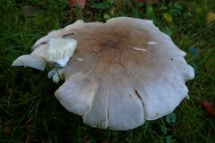 Agaricomycetes