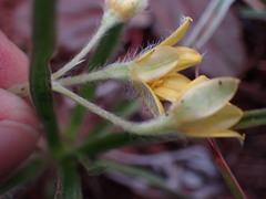 Hypoxis argentea