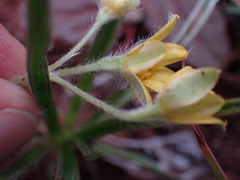 Hypoxis argentea
