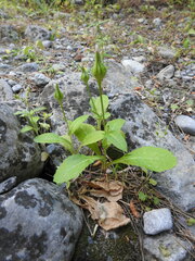 Urospermum picroides