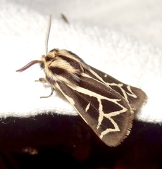 Apantesis williamsii