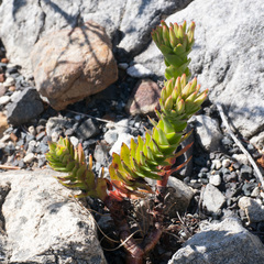 Crassula coccinea