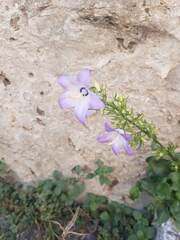 Campanula austroadriatica