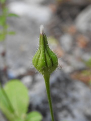 Urospermum picroides