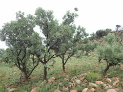 Protea caffra caffra