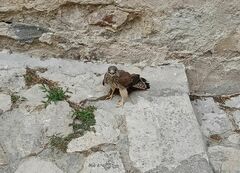 Falco naumanni