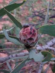 Protea caffra caffra