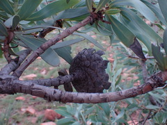 Protea caffra caffra