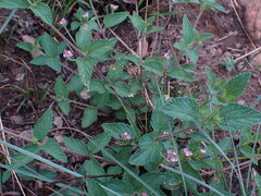 Lantana rugosa