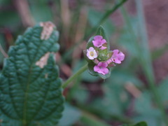 Lantana rugosa