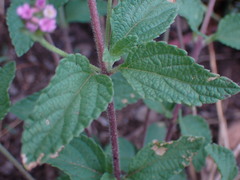 Lantana rugosa