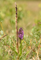 Dactylorhiza incarnata