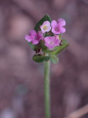 Lantana rugosa