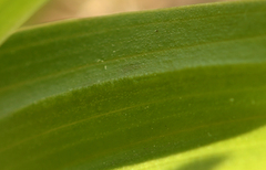 Dactylorhiza incarnata