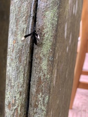 Parachartergus apicalis