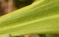 Dactylorhiza incarnata