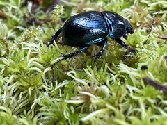 Anoplotrupes stercorosus