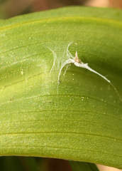 Dactylorhiza incarnata