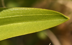 Dactylorhiza incarnata