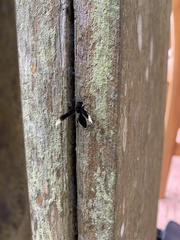 Parachartergus apicalis