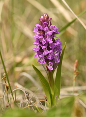 Dactylorhiza incarnata