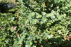 Cliffortia reniformis