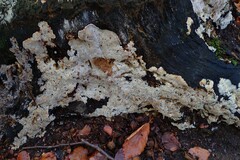 Ascomycota