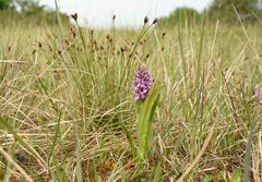 Dactylorhiza incarnata