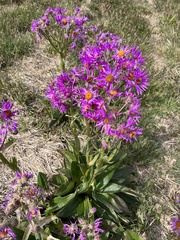 Senecio conyzifolius