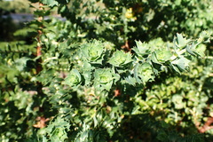 Cliffortia reniformis