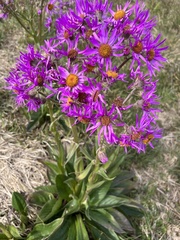 Senecio conyzifolius