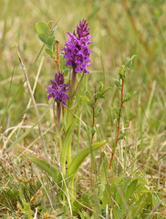 Dactylorhiza majalis