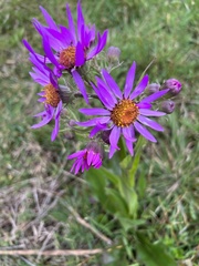 Senecio conyzifolius