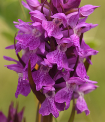Dactylorhiza majalis