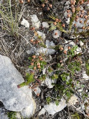 Erica excavata