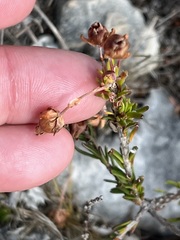 Erica excavata