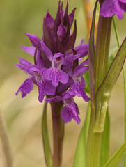 Dactylorhiza majalis