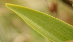 Dactylorhiza majalis