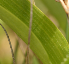 Dactylorhiza majalis