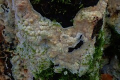 Ascomycota