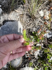 Erica excavata