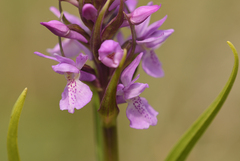 Dactylorhiza praetermissa