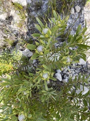 Leucadendron meridianum