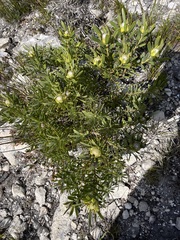 Leucadendron meridianum
