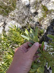 Leucadendron meridianum